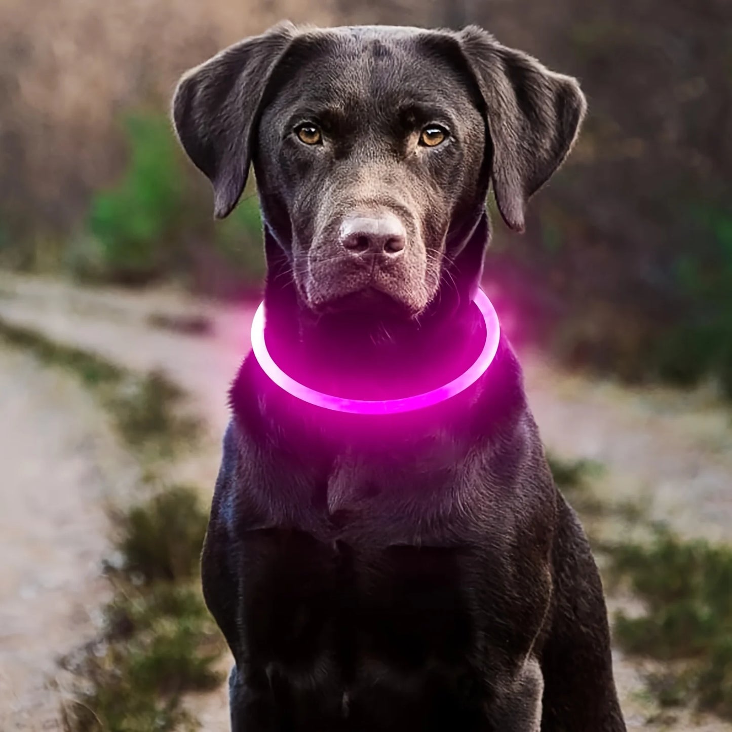 USB Rechargeable LED Dog Collar – Night Safety, Luminous & Anti-Lost Pet Necklace