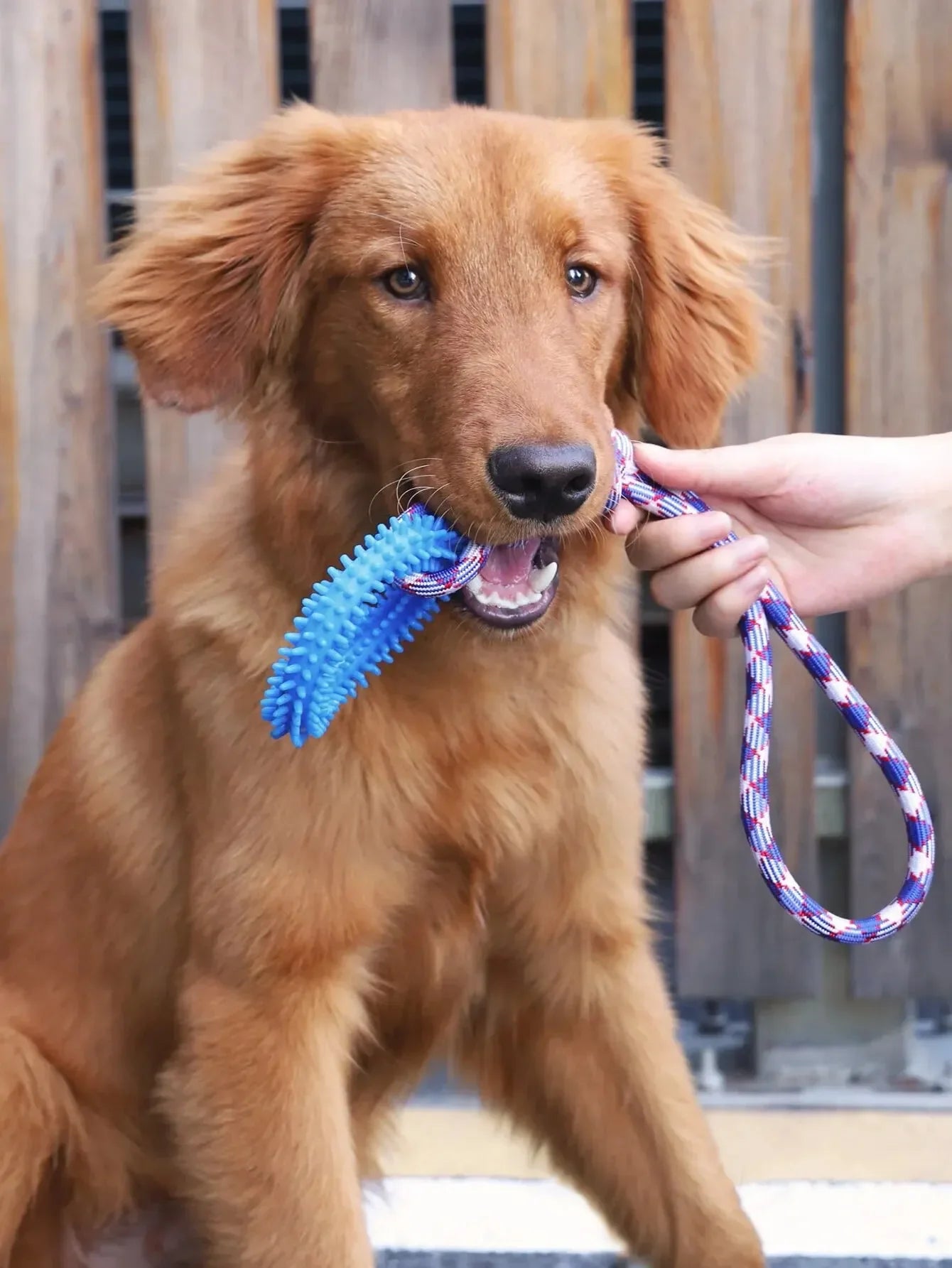 Durable Chew-Resistant Dog Rope Toy – Interactive Colorful Knot Rubber Tug Toy for Dogs