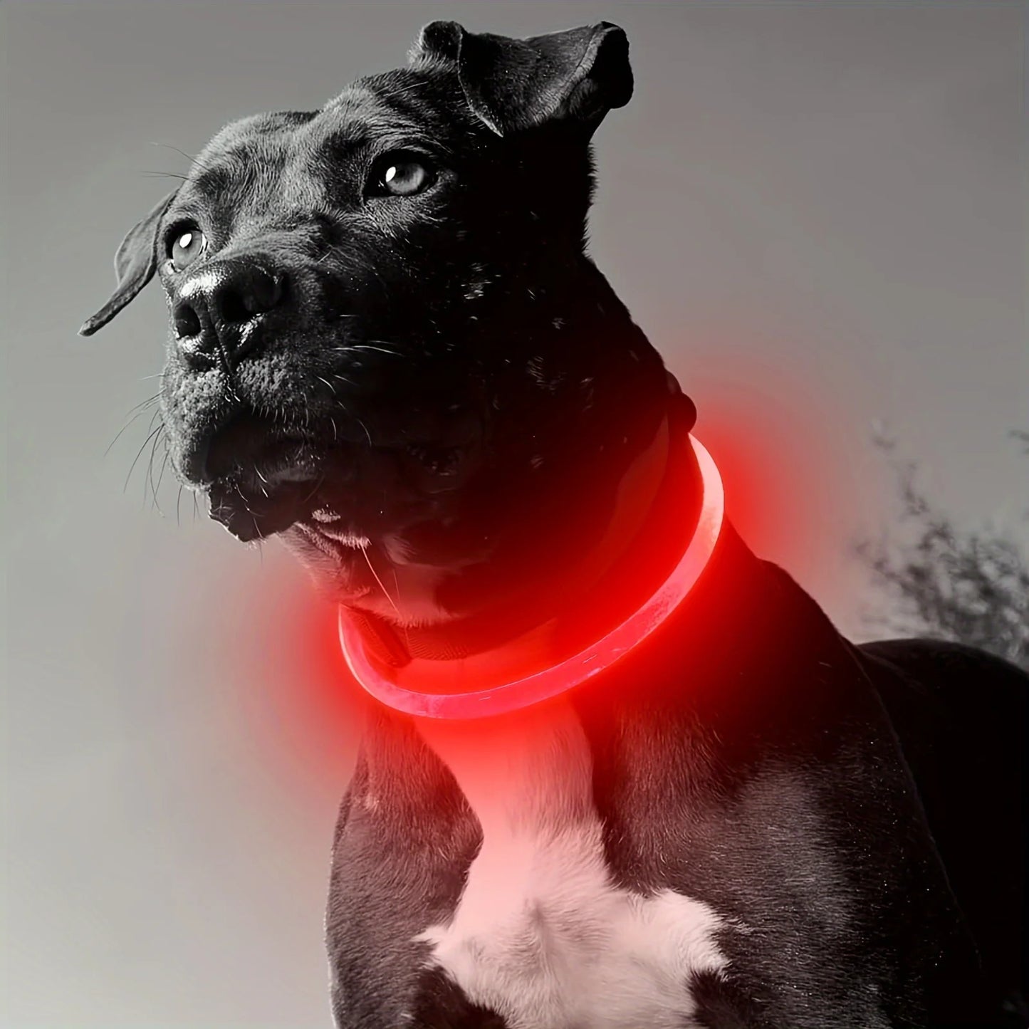 USB Rechargeable LED Dog Collar – Night Safety, Luminous & Anti-Lost Pet Necklace